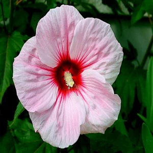 20 Pink Swamp Mallow Rose Seeds "LARGE FLOWER" Hardy Hibiscus Fast Garden Plant - Picture 1 of 17