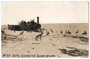 FOTO REAL 1910 Montaje de conejos Jack y tractor en Western Plaines - Postal - Imagen 1 de 2