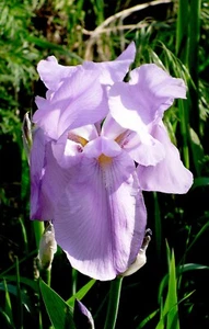 3 Lavender Iris "Pink Satin" -- ON SALE NOW! - Picture 1 of 2