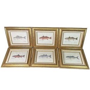 Ron Pittard GAMEFISH Art Print Lot of 6 Framed Illustrations 8 x 10 - Picture 1 of 13