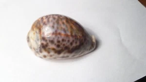 Vintage Beautiful Tiger Cowrie Cypraea Tigris Leopard Pattern Seashell  3.5” - Picture 1 of 5