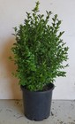 ENGLISH BOX HEDGE PLANTS IN 200mm (8 inch) POTS 