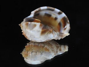 Sea shell Harpa davidis 68,6 mm ID#6056 - Imagen 1 de 6
