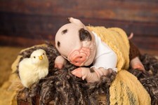 reborn baby animals