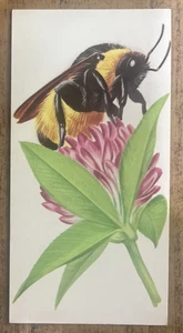 Vintage - 1962 - Gelles Widmer - Insect CARD - Bumblebee - Picture 1 of 2