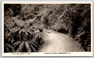 Postal de San Valentín RPPC Australia Victoria Sherbrooke Clematis Avenue Dirt Road - Imagen 1 de 2