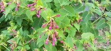 Belle de jour ou Mirabilis rose lot 25 Graines-Seeds BIO 4 Heures annuelle
