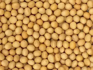 Premium Grade Non-Gmo Soybeans (5 Pounds) - Great for Soy Milk and Tofu - Newest - Picture 1 of 12