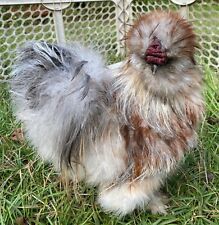 New Listing10+ Show Quality Designer Bearded Silkie chicken fertile hatching eggs