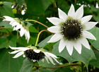 20PCS Seeds Sunflower Italian White Great Arrangements Garden Organic Non-Gmo