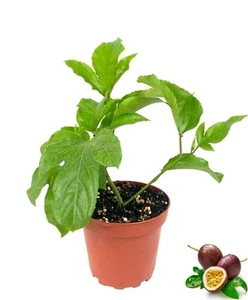 Passion Fruit Plant - Live Plants in a 4 Inch Growers Pot - Edible Fruit Bearing - Picture 1 of 8