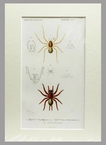 INSECTOS 1845 - D ́ORBIGNY - COLOREADO A MANO CON PASSEPARTOUT (00533) - Imagen 1 de 2