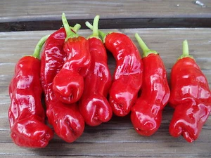 Pene chile rojo * Peter Pepper * pimientos 10 semillas * gran regalo *MARAVILLA NATURAL - Imagen 1 de 5