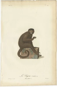Original Antique Print of a Monkey - Picture 1 of 1