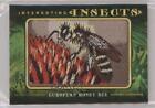 2022 Goodwin Champions Interesting Insects Manufactured European Honey Bee Patch