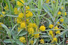 7x Strauß Goldfelberich Blühende Teichpflanzen Wassestand bis 30cm Sumpfpflanzen