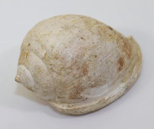 Schnecke, Semicassis miolaevigata, Tertiär, Miozän, Gainfarn, Österreich -i700 - Picture 1 of 6