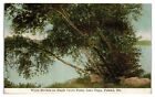 Early 1900s White Birches on Maple Grove Point, Lake Tripp Poland Maine Postcard