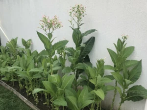 Tabak Samen Mix 6 Sorten aus Deutschland rosa Blüten bienenfreundlich für Garten - Bild 1 von 4