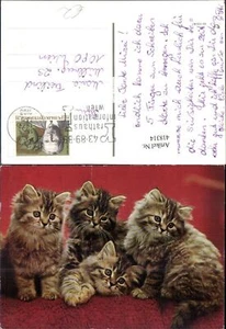 418314,Vier Katzenkinder Katzen - Picture 1 of 1