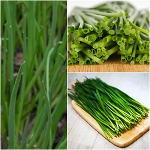 Onion (Spring) - Natsuyo 100 seeds vegetable garden AUTUMN WINTER SPRING SUMMER - Picture 1 of 4