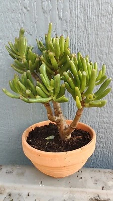 Planta de jade Crassula Ovata Gollum planta de jade 10" de alto, envío de raíces desnudas. Foto 1 de 4