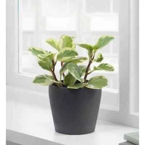 IKEA PERSILLADE Plant pot, dark gray, 4 ¾ " NWT - Picture 1 of 7