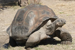 "Tortuga Galápagos - Impresión fotográfica 8x10 en 8,5"" x 11" - Imagen 1 de 1