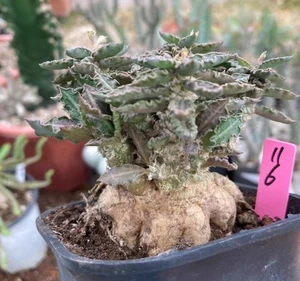 Rare liveSucculent Plant Euphorbia tulearensis Caudex WYSIWYG Garden Decor - Picture 1 of 13