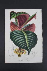 Antique Botanical, Van Houtte, c.1850, Single page, Higginsia Regalis - Picture 1 of 1