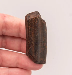  Paramylodon garbanii Florida Fossil Sloth Tooth     1875                       - Picture 1 of 7