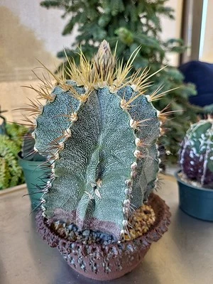 Astrophytum Ornatum híbrido Foto 1 de 4