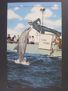 Postal de colección Marineland Florida FL Marine Studios Dolphin Porsoise años 40 - Imagen 1 de 2