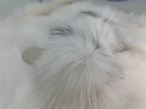 Mujer Zorro Ártico Piel Cuero Casa Zapatillas Puntera Abierta Hogar Zapatos Regalo para Mujer - Imagen 1 de 9