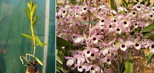 Dendrobium nobile, orchidée, Orchid, - Imagen 1 de 1