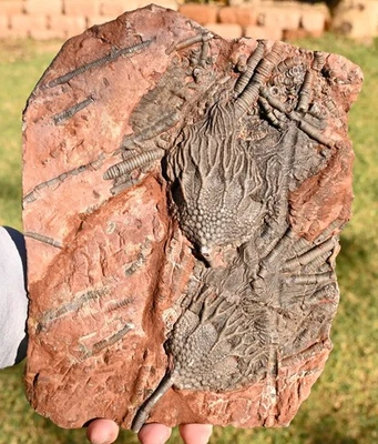 All Natural Silurian Crinoid,  DOUBLE Scyphocrinites, Erfoud, Morocco #2 - Image 1 of 3