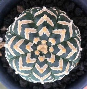 Astrophytum asterias Tipo V raro cactus giapponese 10 SEMI - Foto 1 di 2