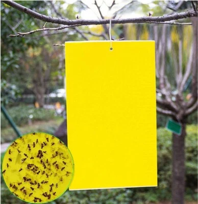 BRANDED 20 PACK Garden Sticky Traps Cucumber Beetle Trap Fruit Fly Trap Fly 6x8 Papers