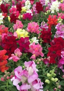 Snapdragon Maximum Potomac Mix 200 Seeds - Picture 1 of 2