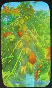 Zauberhafte Laterne Glasschiebe Stern Obstbaum Carambola Asien tropisch heimisches Essen  - Bild 1 von 4