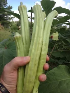 Organic XXL JUMBO GUMBO GIANT OKRA Spineless Heirloom 30 Seeds GIANT FLOWERS - Picture 1 of 3