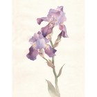 Flower Violet Iris Watercolour Art Print Poster Wall D�cor 18X24 Inch