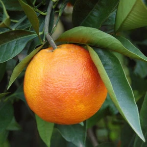 10 SEMI DI ARANCIO Citrus x sinensis +OMAGGIO - Imagen 1 de 1