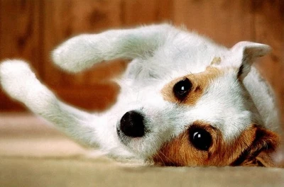 Funny Get Well Soon Terrier Puppy Dog Even Cute When Sick Greeting Card - Image 1 of 3