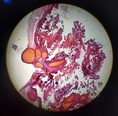 Diapositiva microscopio vintage años 60 vaca placenta animal histología Foto 1 de 2