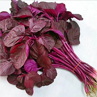 Organic Red Spinach (লালশাক – অর্গানিক) Lal Shak 250/300 Seeds - Image 1 of 4