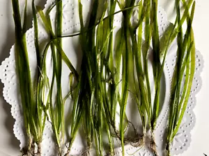 BULK 12 Italian Val Live Aquarium Plant-Easy and fast-growing background plant! - Picture 1 of 16