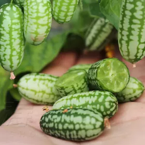 50 Stück Mini-Daumen-Wassermelonensamen Rotes Fruchtfleisch Wassermelone Bio- < - Bild 1 von 25