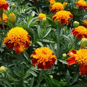 French Marigold ORANGE FLAME Double Dwarf Beneficial Plant Non-GMO 200 Seeds! - Picture 1 of 4