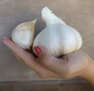 GARLIC CLOVES FROM JUMBO GARLIC BULB SIMILAR TO ELEPHANT GARLIC - UK SELLER - Picture 1 of 3